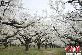 汉皇故里丰县十万亩梨花盛开 忙碌果农成美丽风景图片
