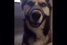 女主人带二哈坐车时给它戴上了嘴套，没想到二哈一下子就焉了~图片