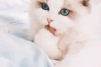 同样是舔爪子，猫与猫之间的差距咋就那么大呢？图片