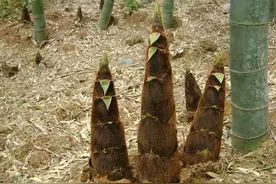 惊魂未定！绍兴大妈挖笋跌倒 颈部血管被尖竹根戳破图片