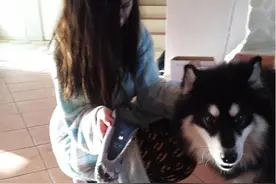 自己的狗狗把女友的鞋咬坏了，男子的行为让女友狠狠地夸赞了他！图片