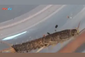 10种能在家里找到的可怕昆虫！视频封面