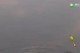 浮漂被这样拖着走，至少是百斤大鱼上钩了！