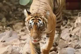 老虎捕捉野鹿，连贯的捕猎技巧，太厉害了！视频封面