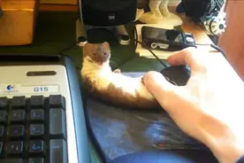 男子养了只奇特的小家伙，注意力完全被吸引了，还没鼠标大图片