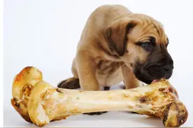 给狗狗啃骨头，对于狗狗来说，没有什么好处反而会对狗狗不好图片