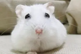 超可爱小仓鼠走红网络，各种囧图萌翻网友图片