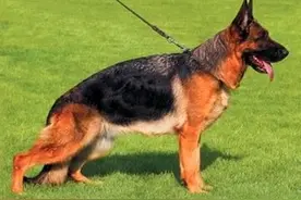 憨态可掬的德牧，你绝对没见过图片