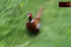 野鸡打架就是比斗鸡凶，叫声都透着狠劲，好霸气视频封面