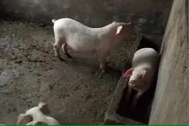 80后独自一人山顶上坚持3年 专注养高品质农村熟食土猪视频封面