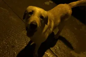 狗狗大夜里和主人做游戏，要不是主人叫他，肯定咬着易拉罐就跑了图片