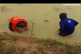 小伙子们到坑边抓黄鳝，抓到的每一条都不小图片