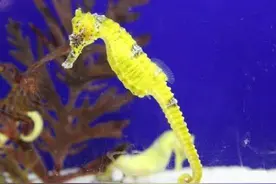 这8种宠物就不要去挑战了！养不好等于互相伤害~图片