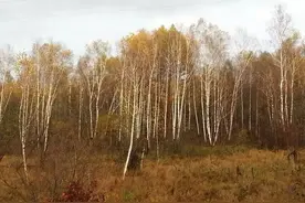 桃花飘零后（李长风原创小说连载十六）图片