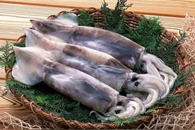 乌贼全身都是宝，骨肉相连皆良药！图片