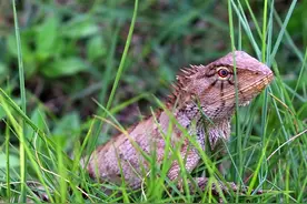 四脚蛇--人类的好朋友图片