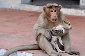 小奶狗遭遗弃差点丧命，一只猴子见义勇为感动无数人图片