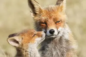 著名摄影师抓拍到的野生狐狸的罕见亲密镜头！好暖！图片