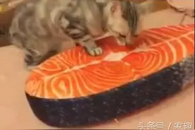 主人买个鱼肉抱枕，三只猫咪疯狂舔食，丝毫没觉察，让人笑不停！图片