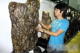 树化玉鉴定及收藏价值图片