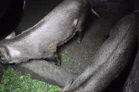 看看农村给猪喂的什么，刚倒进猪食槽就被吃完了，边吃边摇尾巴！视频封面