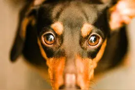 杜宾犬的优缺点图片