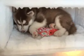 段子：你孩子满炕爬，你他妈拿我孩子炒豆芽图片