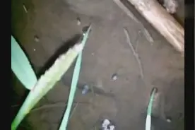 深夜钓泥鳅，一个人忙活到半夜，收获还不错图片