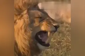 这是谁配的音，快出来，我保证不打死他！图片