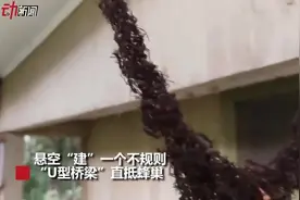 蚂蚁搭空中U型桥，进攻蜂巢，场面震撼！