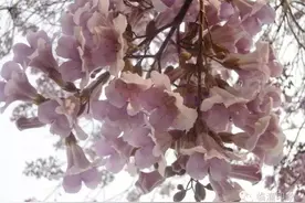 小霸王骑了吴琼？致八零后的那个回不去的童年！图片