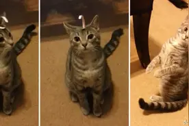 小花猫头上突然多了个胶布，摸不着也甩不掉，吓得它瞪眼睛打滚图片