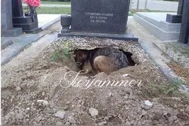 住在墓穴的忠犬只因不愿与主人分离而挖洞守坟？其实内情并不单纯图片