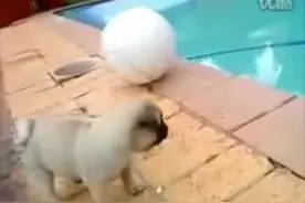 狗狗在水边玩着球，用嘴巴推着，结果一头栽到坑里图片