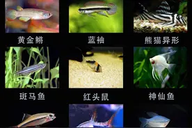 造景艺术（入门）·热带鱼图片