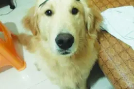 有个爱化妆的二货主人，汪星人内心几乎是崩溃的图片
