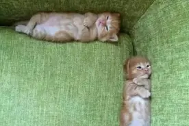 这些猫咪之间仿佛就是被复制粘贴一样，画风还是动作神同步！图片