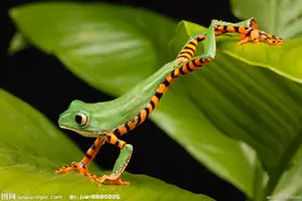 青蛙的故事图片