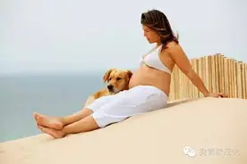 怀孕真的不能养狗吗？养狗应该注意什么图片