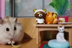 仓鼠吃完意大利面，到处看来看去，还没吃饱吗