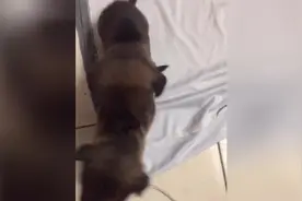 两只狗宝宝开始学走路了图片