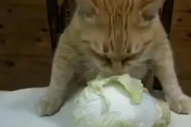 猫咪爱上啃大白菜，这是被兔子附体了么图片