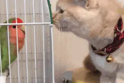 猫咪对刚到家门鹦鹉宣战，几个回合下来，竟以失败告终图片