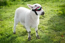 外国小羊得病要护眼，整体需要戴着太阳镜图片