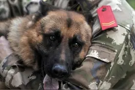 军人主人退伍，警犬赶来送别，最后一幕让人感动不已！图片