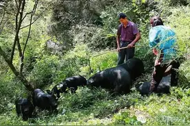 急售！游山林听音乐吃草药饮泉水—佛坪故峪沟村150头黑猪急售图片
