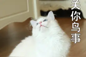 猫咪表情调料包，说不定下次聊天你就用上了！图片