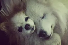 11岁狗患上青光眼活在黑暗中，直到遇上受伤的流浪狗图片