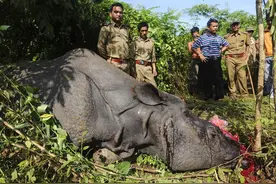 残忍！犀牛被活生生地割去牛角，发现时还在流血，最终却无力回天图片