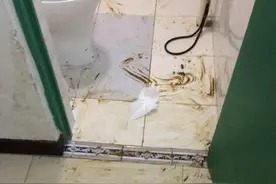 金毛被哈士奇附身，在家用屎在地板上画画，场面太震撼！图片
